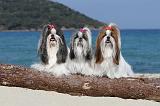 SHIH TZU 001